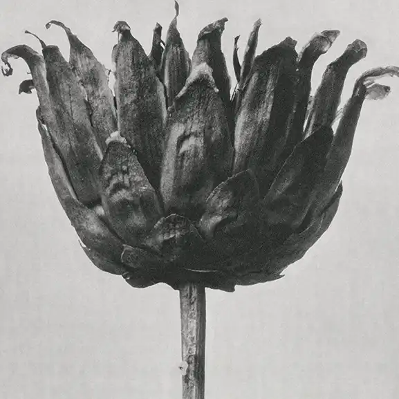 Schwarz-weiße Blume